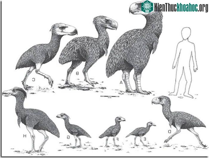 Chim Paraphysornis