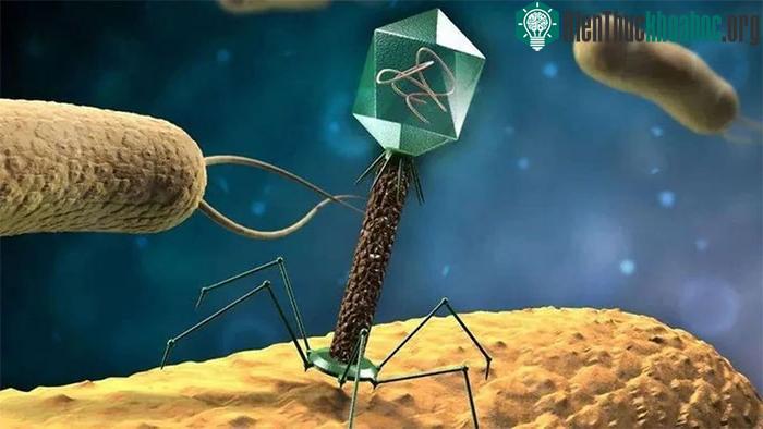 Bí ẩn về hình dạng cơ thể lạ kỳ của vi khuẩn biển sâu ảnh 3