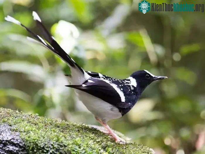 Chim chích chòe nước đốm trắng