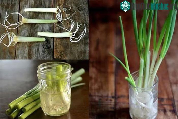 Hành lá được xếp vào loại dễ trồng nhất để bạn thử nghiệm ngay trong bếp