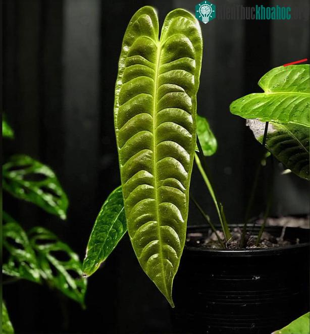 Những chiếc lá Anthurium Veitchii có thể đạt đến kích thước 2 m khi cây trưởng thành
