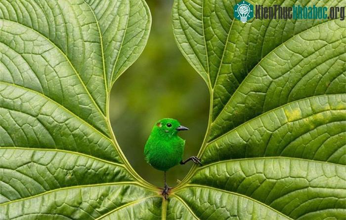Giải vàng thuộc về Nicholas Roisens với tác phẩm "Màu xanh tỏa sáng".