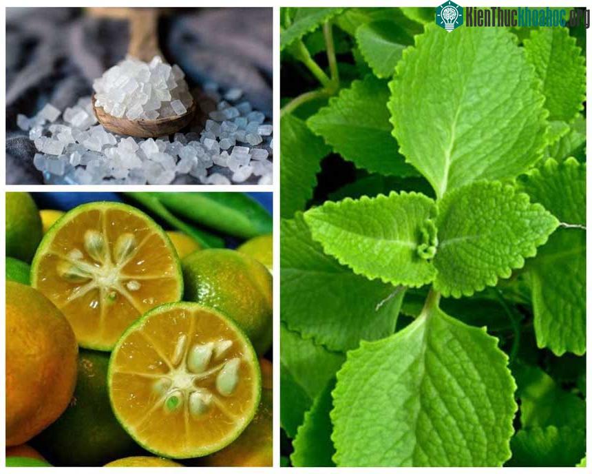Kết hợp húng chanh, quất, đường phèn giúp giảm ho.