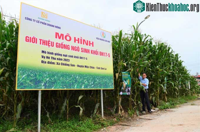 Giống ngô sinh khối đầu tiên của Việt Nam cao gần bằng đèn đường ảnh 3