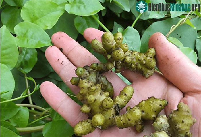 Mùng tơi củ không chỉ là cây cảnh, nó còn là thực vật thảo dược.