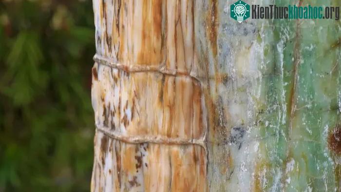Tùy theo các khoáng thể được thay thế sợi gỗ mà định hình nên các loại gỗ hóa ngọc