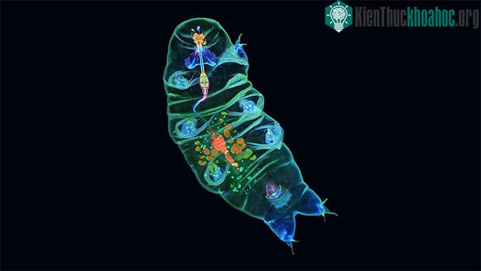 Bí mật của tardigrade bất tử: Một sinh vật không sợ bất kỳ thử thách nào! ảnh 3