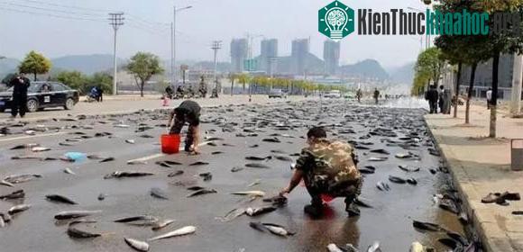 Ao có nước lâu ngày sẽ có cá? Không ai thả tại sao cá lại có trong ao, chúng từ đâu ra? ảnh 4