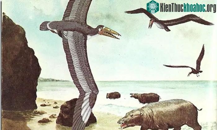 Chim Osteo là một loài chim biển và cũng là họ hàng gần của bồ nông ngày nay.
