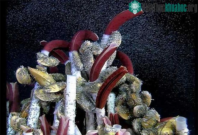 Bí ẩn về hình dạng cơ thể lạ kỳ của vi khuẩn biển sâu ảnh 4
