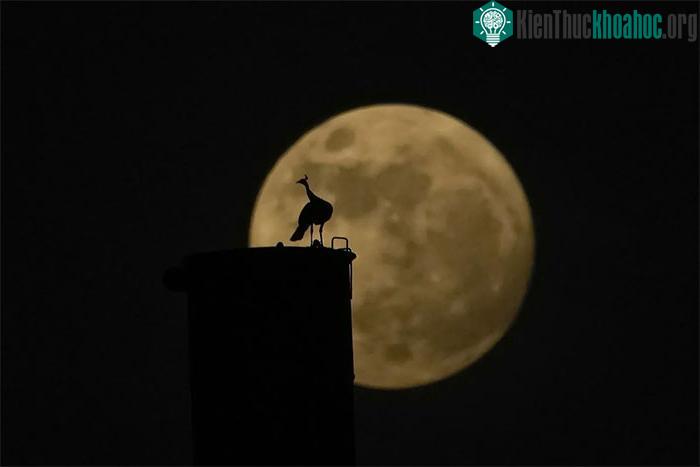 Mặt trăng gần tròn tỏa sáng trên bầu trời Hyderabad, Ấn Độ