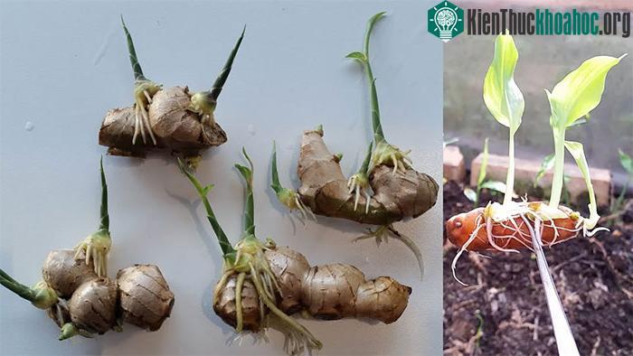 Đặt chậu ở nơi nắng ấm vì gừng không hợp với không khí lạnh.