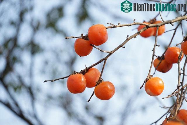 Nhiều trường hợp bị tắc ruột do ăn quá nhiều hồng.