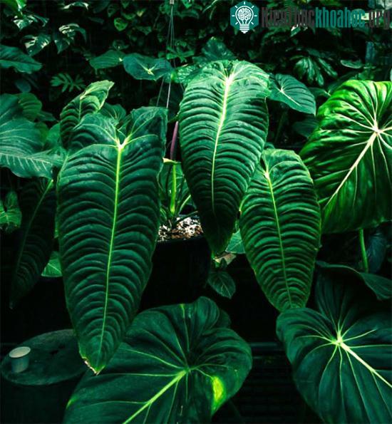 Cây Anthurium Veitchii thường được ví von là loại cây "đếm lá tính tiền".