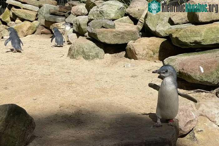 Chim cánh cụt nhỏ sống tập trung ở vùng bờ biển phía Nam của Australia và New Zealand.