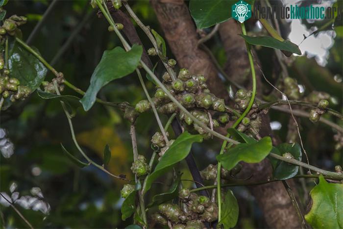 Mùng tơi củ là thực vật có thể dùng làm thức ăn.