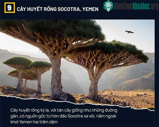 Cây huyết rồng