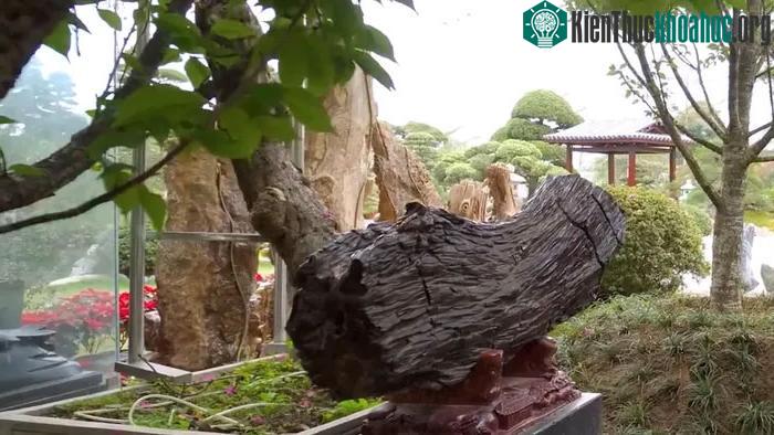Màu sắc của thân cây hóa ngọc cũng đa dạng, bao gồm: màu xám, màu nâu là phổ biến nhất