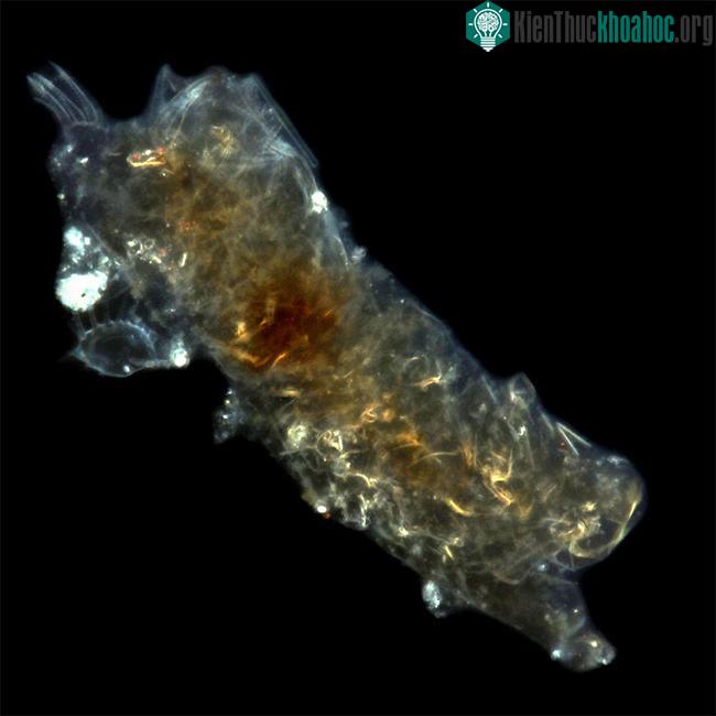 Bí mật của tardigrade bất tử: Một sinh vật không sợ bất kỳ thử thách nào! ảnh 4