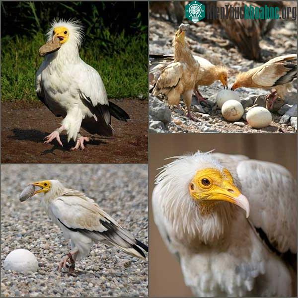 Kền kền Ai Cập là một trong các loài có thể sử dụng mỏ cắp hòn đá nhỏ và đập vỡ trứng.