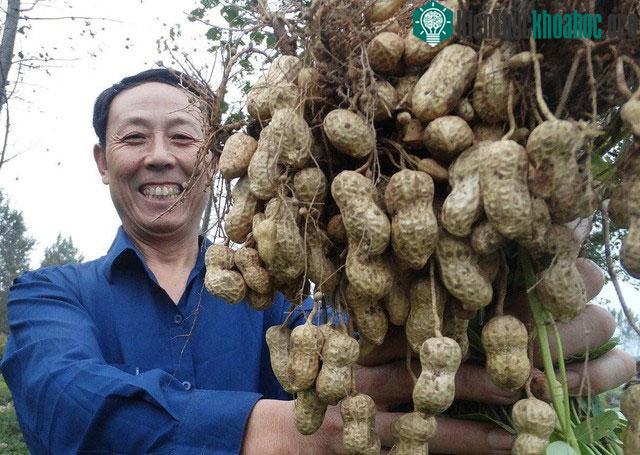 Cây lạc được trồng phổ biến bằng cách gieo hạt bởi hiệu quả kinh tế khá cao.