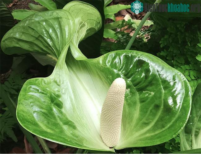 Những bông hoa của cây Anthurium Veitchii không chỉ đẹp mà còn có mùi thơm dễ chịu.