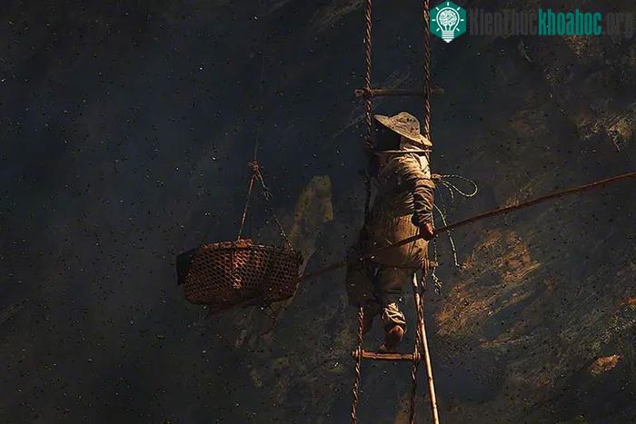 Trong quá trình lấy mật ong, họ còn phải đối phó với lũ ong tấn công.