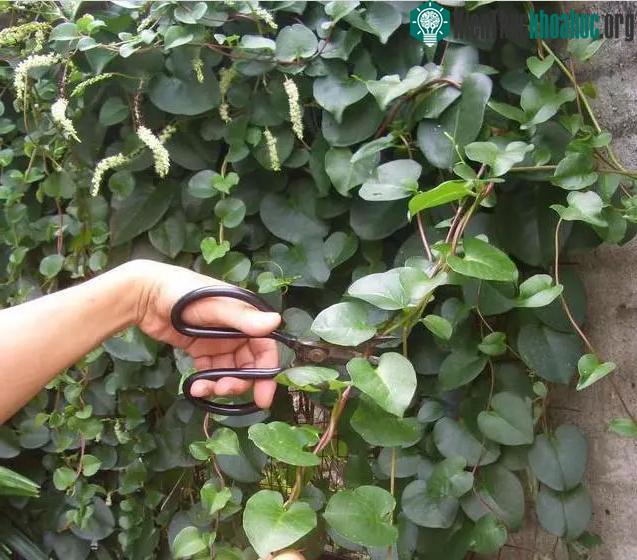 Mùng tơi củ là loại thực vật dễ trồng, dễ sống.