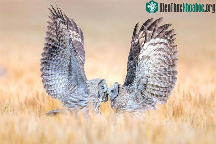 Cùng hạng mục còn có tác phẩm “Tình mẹ” của Qiuqing Mu.