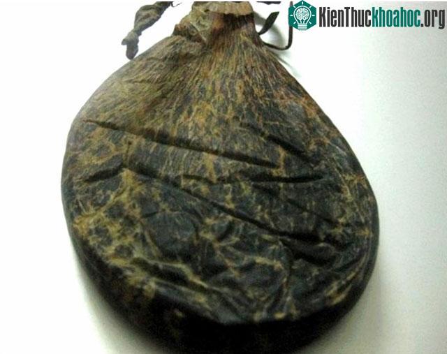 Túi mật của bò tót Đông Nam Á