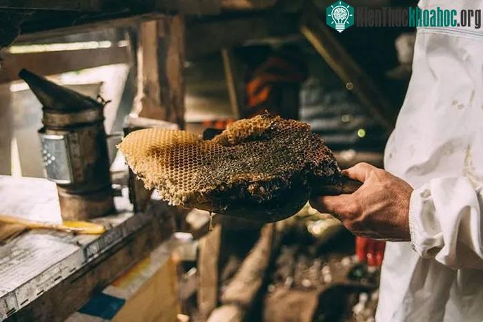 Đó chính là lí do vì sao loại mật ong này lại đắt đến như vậy