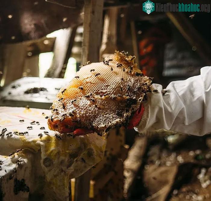 Loại mật ong đắt nhất thế giới, được mệnh danh là "mật ong của các vị thần" ảnh 8