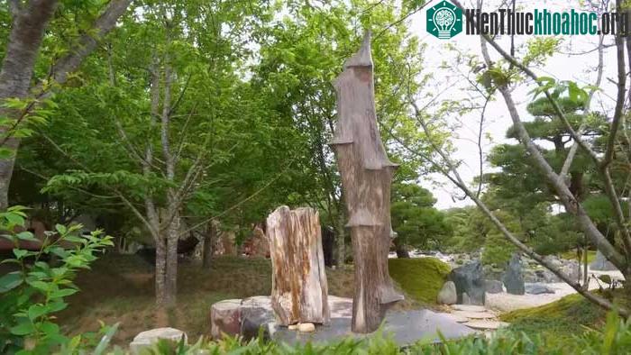 Giá trị của gỗ hóa ngọc được phân loại theo khoáng chứa trong gỗ