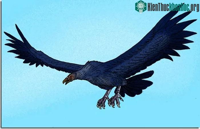 Chim Argentavis
