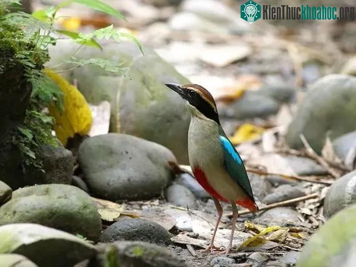 Chim đuôi cụt bụng đỏ