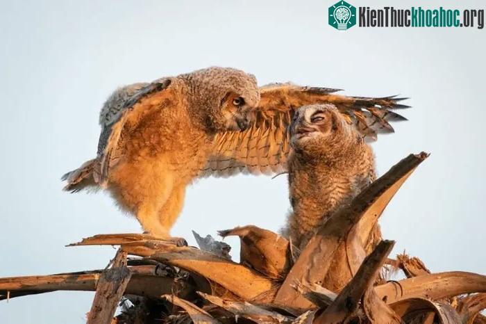 Cú sừng lớn chỉ đường cho người thân.
