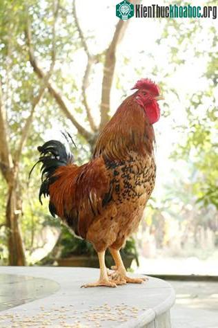 Loài gà quý của Việt Nam, tưởng như chỉ có trong truyền thuyết ảnh 0