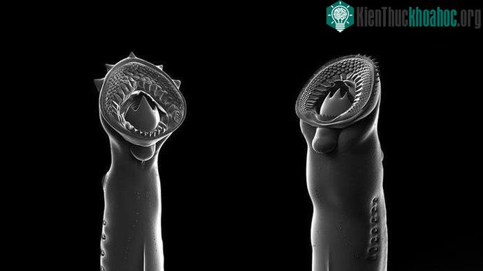 Hai con cá mút đá cổ đại được tái hiện từ hóa thạch