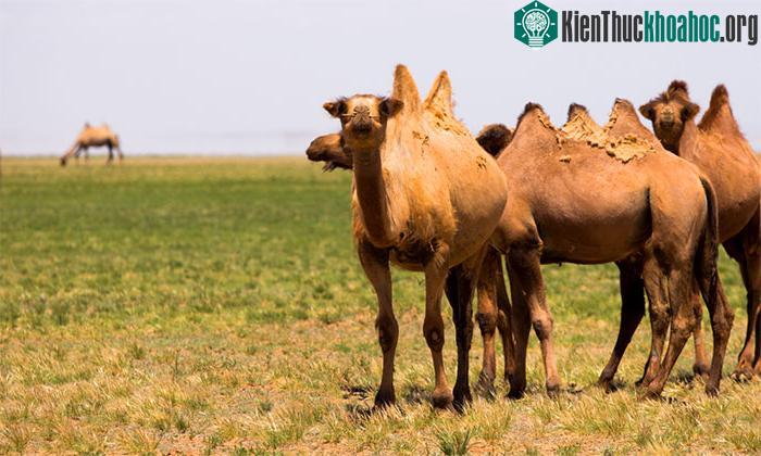 Kẻ thù tự nhiên lớn nhất của lạc đà chính là con người.&nbsp;