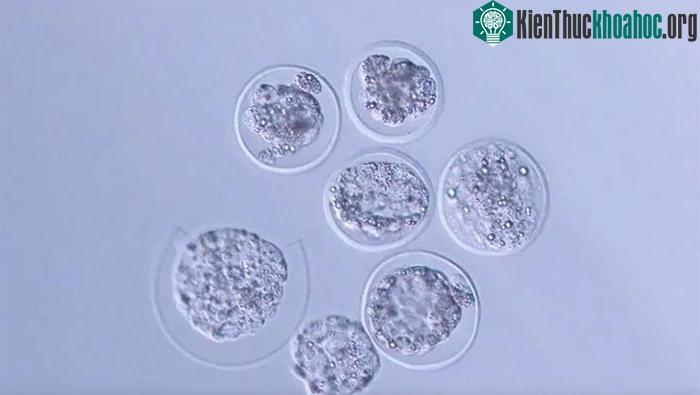 Hình ảnh phôi chuột dưới kính hiển vi sau khi được đưa về từ Trạm vũ trụ quốc tế
