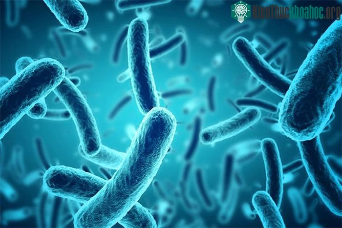 Vi khuẩn biến đổi gene trong nước thải có thể được dùng để sản xuất chất bán dẫn.