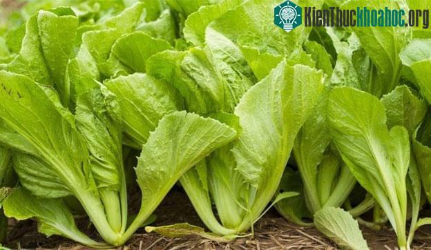 Chỉ một bát cải bẹ xanh trung bình là đáp ứng nhu cầu vitamin K của cơ thể 1 ngày.
