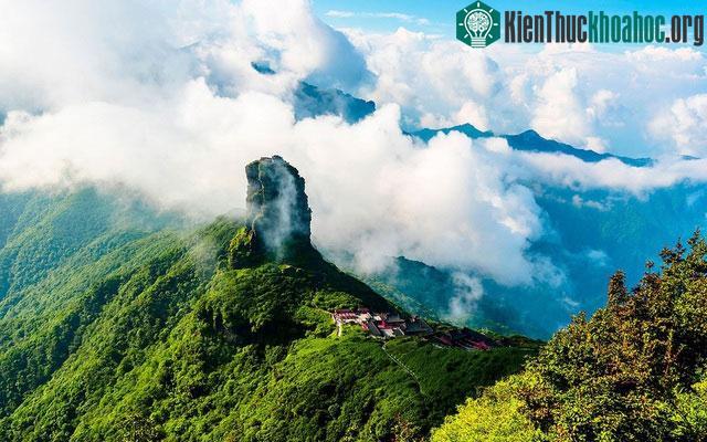 Độc lạ loài cây nghìn năm tuổi ở Việt Nam: Chỉ còn 60 gốc, giá thành phẩm 680 triệu đồng/kg! ảnh 0