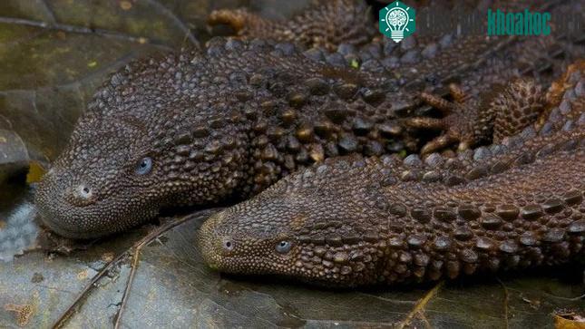 Hai chú thằn lằn không tai (Lanthanotus borneensis).