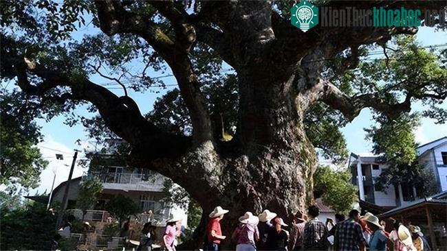 Cây cổ thụ này thuộc giống long não