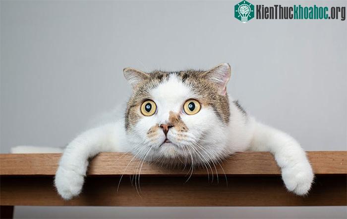 Khả năng giao tiếp của mèo rất phong phú.