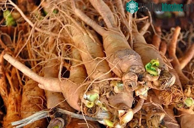 Tại sao đương quy được gọi là "nhân sâm nữ"? ảnh 0