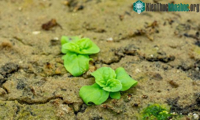 Một cặp hạt Verbascum nảy mầm thành công vào năm 2021 dù bị chôn vùi hơn 140 năm.