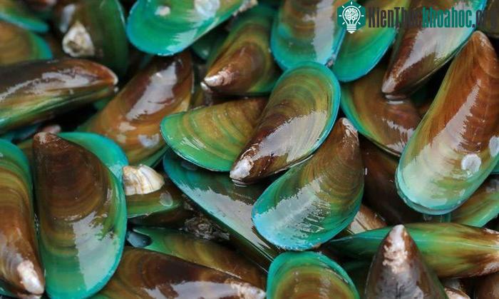 Vẹm xanh có khả năng chịu được nhiệt độ nước ấm hơn bình thường.