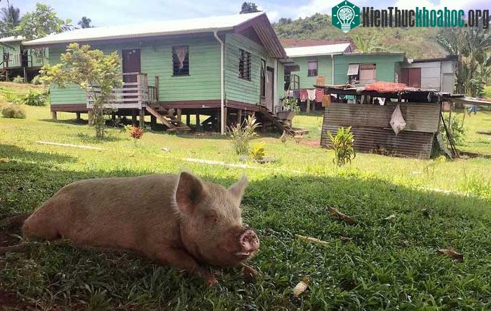 Thị trấn Vunidogoloa của Fiji.